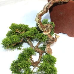 Chinesischer Wacholder, Bonsai, 20 Jahre, 32cm -Pflanzenladen ojunchi201 014