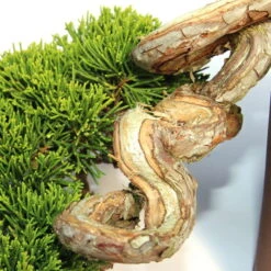 Chinesischer Wacholder, Bonsai, 20 Jahre, 19cm -Pflanzenladen ojunchi201 103