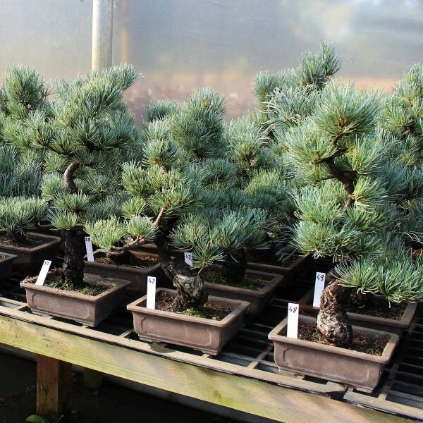 Japanische Mädchenkiefer, Bonsai, 14 Jahre, 47cm 3 Japanische Mädchenkiefer, Bonsai, 14 Jahre, 47cm – Bild 2
