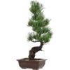 Japanische Mädchenkiefer, Bonsai, 14 Jahre, 51cm -Pflanzenladen opinpar141 32