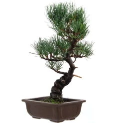 Japanische Mädchenkiefer, Bonsai, 14 Jahre, 41cm
