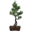 Japanische Mädchenkiefer, Bonsai, 14 Jahre, 48cm -Pflanzenladen opinpar141 54