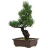 Japanische Mädchenkiefer, Bonsai, 14 Jahre, 40cm -Pflanzenladen opinpar141 64