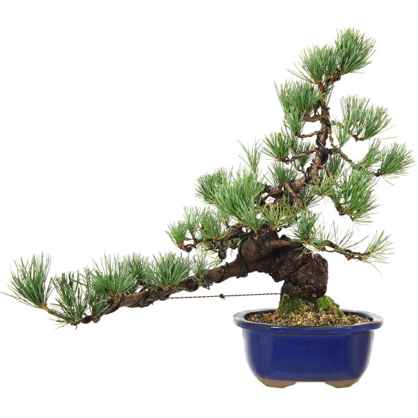 Japanische Mädchenkiefer, Bonsai, 18 Jahre, 44cm 3 Japanische Mädchenkiefer, Bonsai, 18 Jahre, 44cm