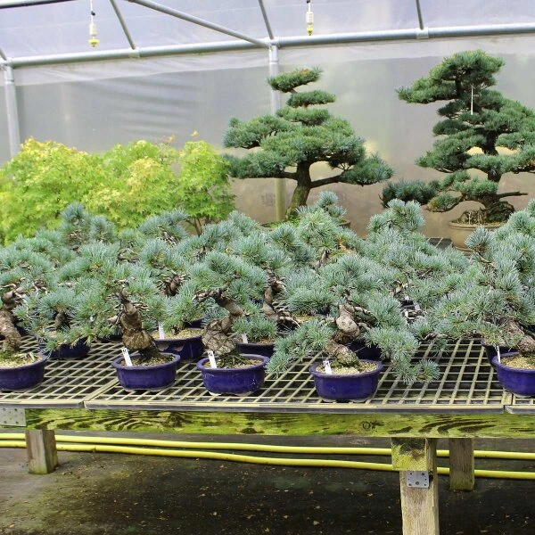 Japanische Mädchenkiefer, Bonsai, 18 Jahre, 44cm 4 Japanische Mädchenkiefer, Bonsai, 18 Jahre, 44cm – Bild 2