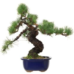 Japanische Mädchenkiefer, Bonsai, 18 Jahre, 42cm