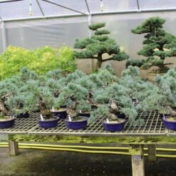 Pflanzenladen -Pflanzenladen opinpar181 342