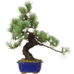 Japanische Mädchenkiefer, Bonsai, 18 Jahre, 49cm