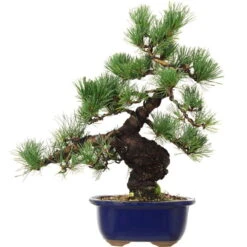Japanische Mädchenkiefer, Bonsai, 18 Jahre, 43cm