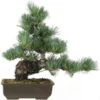 Japanische Mädchenkiefer, Bonsai, 20 Jahre, 46cm -Pflanzenladen opinpar201 03