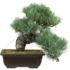 Japanische Mädchenkiefer, Bonsai, 20 Jahre, 33cm -Pflanzenladen opinpar201 13