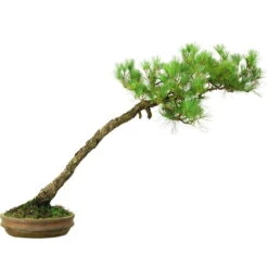 Japanische Mädchenkiefer, Bonsai, 45 Jahre, 64cm -Pflanzenladen opinpar451 053