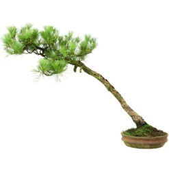 Japanische Mädchenkiefer, Bonsai, 45 Jahre, 64cm -Pflanzenladen opinpar451 054