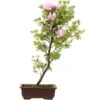 Satsuki Azalee, Bonsai, 14 Jahre, 61cm -Pflanzenladen orhoind142 10