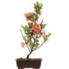 Satsuki Azalee, Bonsai, 14 Jahre, 55cm -Pflanzenladen orhoind142 32