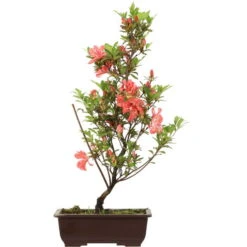 Satsuki Azalee, Bonsai, 14 Jahre, 55cm