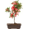 Satsuki Azalee Nanso No Haru, Bonsai, 15 Jahre, 46cm -Pflanzenladen orhoind151 27
