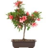 Satsuki Azalee Nanso No Haru, Bonsai, 15 Jahre, 45cm 2 Satsuki Azalee Nanso No Haru, Bonsai, 15 Jahre, 45cm -Pflanzenladen orhoind151 29