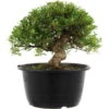 Satsuki Azalee Hi No Maru, Bonsai, 18 Jahre, 28cm
