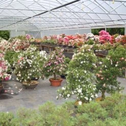 Satsuki Azalee Hi No Maru, Bonsai, 18 Jahre, 28cm -Pflanzenladen orhoind181 015