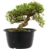 Satsuki Azalee Sachin, Bonsai, 18 Jahre, 26cm 1 Satsuki Azalee Sachin, Bonsai, 18 Jahre, 26cm -Pflanzenladen orhoind181 04