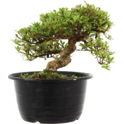 Satsuki Azalee Sachin, Bonsai, 18 Jahre, 26cm