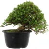 Satsuki Azalee Hi No Maru, Bonsai, 18 Jahre, 31cm -Pflanzenladen orhoind181 05