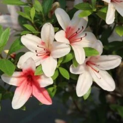 Satsuki Azalee Hi No Maru, Bonsai, 18 Jahre, 31cm -Pflanzenladen orhoind181 053