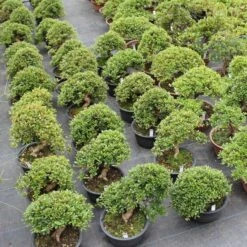 Satsuki Azalee Hi No Maru, Bonsai, 18 Jahre, 31cm -Pflanzenladen orhoind181 054