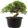 Satsuki Azalee Sachin, Bonsai, 18 Jahre, 29cm -Pflanzenladen orhoind181 08
