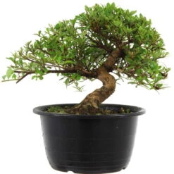 Satsuki Azalee Sachin, Bonsai, 18 Jahre, 29cm