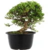Satsuki Azalee Hi No Maru, Bonsai, 18 Jahre, 30cm
