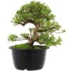 Satsuki Azalee Sachin, Bonsai, 18 Jahre, 32cm -Pflanzenladen orhoind181 19