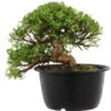 Satsuki Azalee Hi No Maru, Bonsai, 18 Jahre, 27cm -Pflanzenladen orhoind181 20