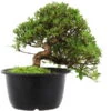 Satsuki Azalee Hi No Maru, Bonsai, 18 Jahre, 29cm