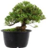 Satsuki Azalee Hi No Maru, Bonsai, 18 Jahre, 28cm