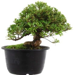 Satsuki Azalee Hi No Maru, Bonsai, 18 Jahre, 28cm
