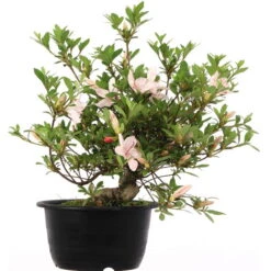 Pflanzenladen -Pflanzenladen orhoind181 242