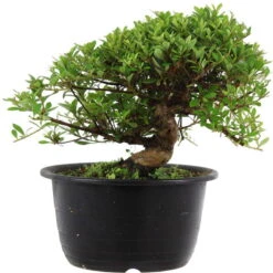 Satsuki Azalee Hi No Maru, Bonsai, 18 Jahre, 27cm