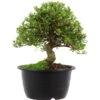 Satsuki Azalee Sachin, Bonsai, 18 Jahre, 32cm