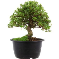 Satsuki Azalee Sachin, Bonsai, 18 Jahre, 32cm