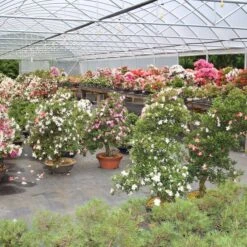 Satsuki Azalee Sachin, Bonsai, 18 Jahre, 32cm -Pflanzenladen orhoind181 304