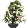 Satsuki Azalee Koki, Bonsai, 35 Jahre, 139cm -Pflanzenladen orhoind352 08