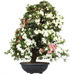 Satsuki Azalee Koki, Bonsai, 35 Jahre, 139cm
