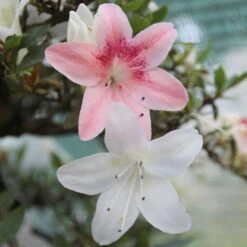 Satsuki Azalee Koki, Bonsai, 35 Jahre, 139cm -Pflanzenladen orhoind352 083