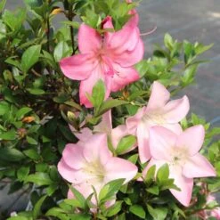 Satsuki Azalee Shinsei, Bonsai, 35 Jahre, 115cm -Pflanzenladen orhoind352 103