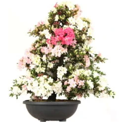 Satsuki Azalee Shinsei, Bonsai, 35 Jahre, 123cm