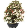 Satsuki Azalee, Bonsai, 35 Jahre, 128cm -Pflanzenladen orhoind352 21
