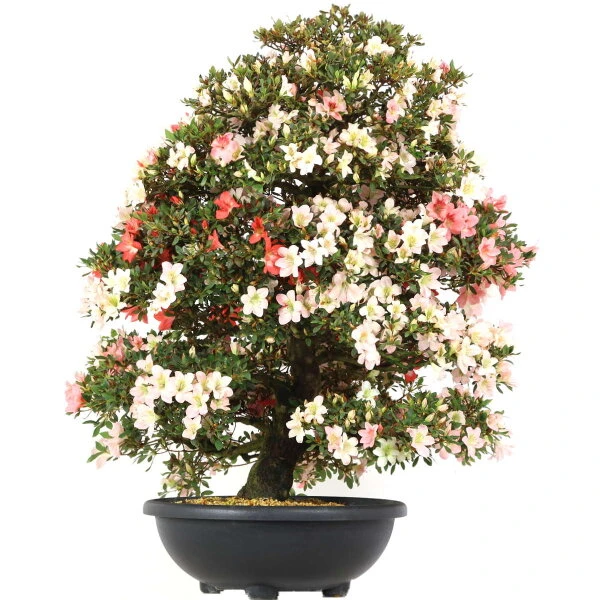 Satsuki Azalee, Bonsai, 35 Jahre, 128cm 3 Satsuki Azalee, Bonsai, 35 Jahre, 128cm