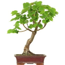 Winterlinde, Bonsai, 18 Jahre, 57cm